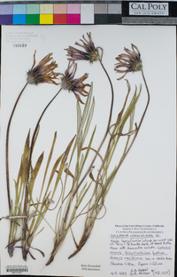 Gazania linearis image