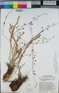 Chlorogalum pomeridianum var. pomeridianum image