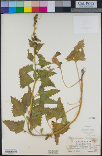 Chenopodium californicum image