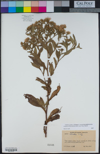 Image of Symphyotrichum elliottii
