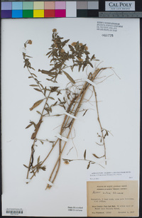 Image of Symphyotrichum eulae