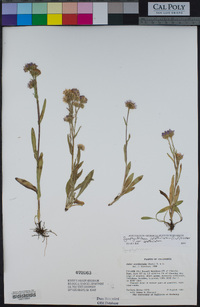 Symphyotrichum spathulatum image