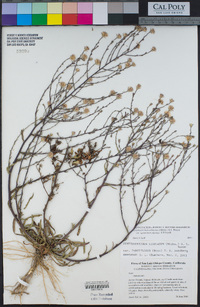 Symphyotrichum subulatum var. squamatum image