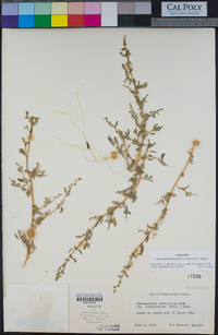 Chenopodium littoreum image