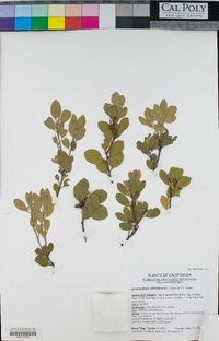 Arctostaphylos ohloneana image