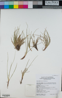 Image of Carex zikae