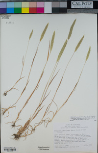 Gastridium phleoides image