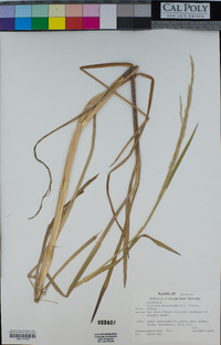 Image of Glyceria septentrionalis
