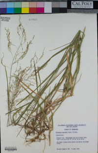 Glyceria striata image