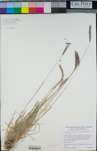 Hordeum brachyantherum image