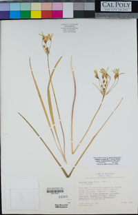 Triteleia ixioides image