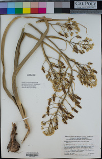 Toxicoscordion brevibracteatum image