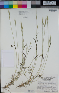 Brachypodium distachyon image