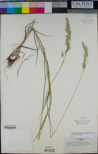 Bromus japonicus image