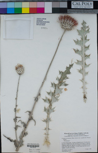 Cirsium occidentale image