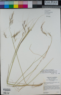 Stipa lepida image