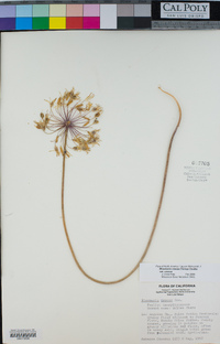 Bloomeria crocea image