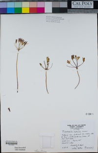 Bloomeria humilis image