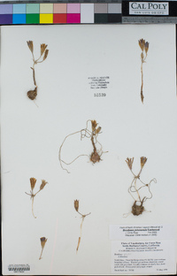 Brodiaea jolonensis image