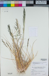 Leptochloa fusca image