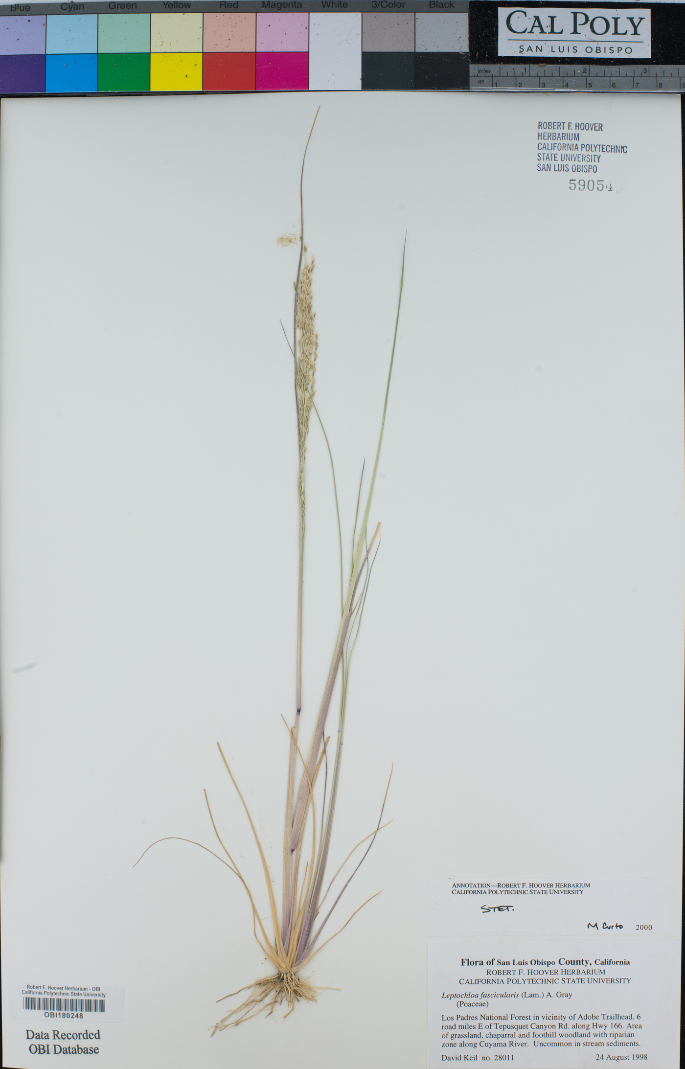 Leptochloa fusca image