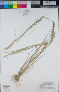 Leptochloa fusca image