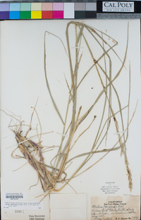 Melica harfordii image