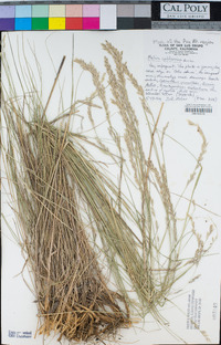 Melica californica image