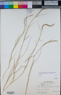 Muhlenbergia alopecuroides image