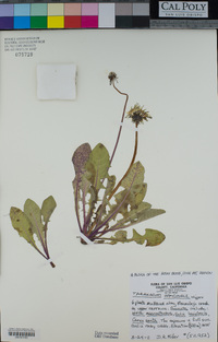 Taraxacum officinale image