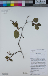 Alnus rhombifolia image