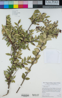 Vaccinium ovatum image