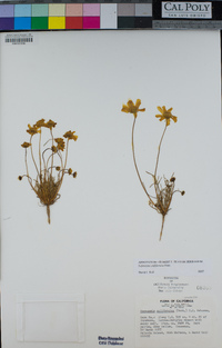 Leptosyne californica image