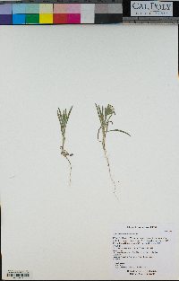 Achyrachaena mollis image