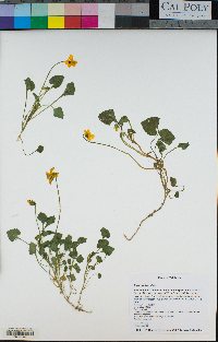 Viola pedunculata image