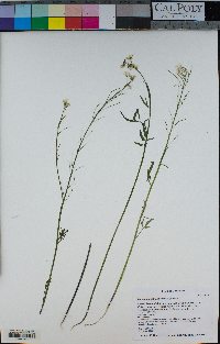 Cardamine californica image