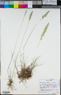 Koeleria macrantha image