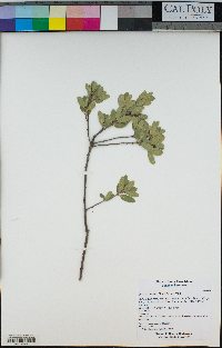 Quercus pacifica image