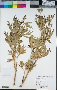 Paeonia californica image