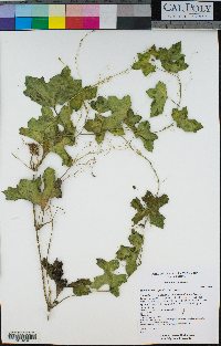 Marah macrocarpa image