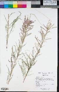 Tamarix ramosissima image