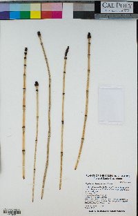 Equisetum laevigatum image