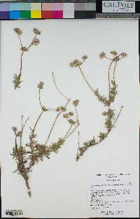 Eriogonum fasciculatum image