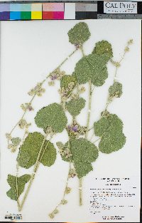 Malacothamnus orbiculatus image
