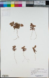 Mucronea californica image