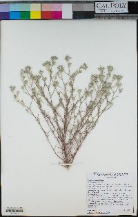 Eriastrum brandegeeae image