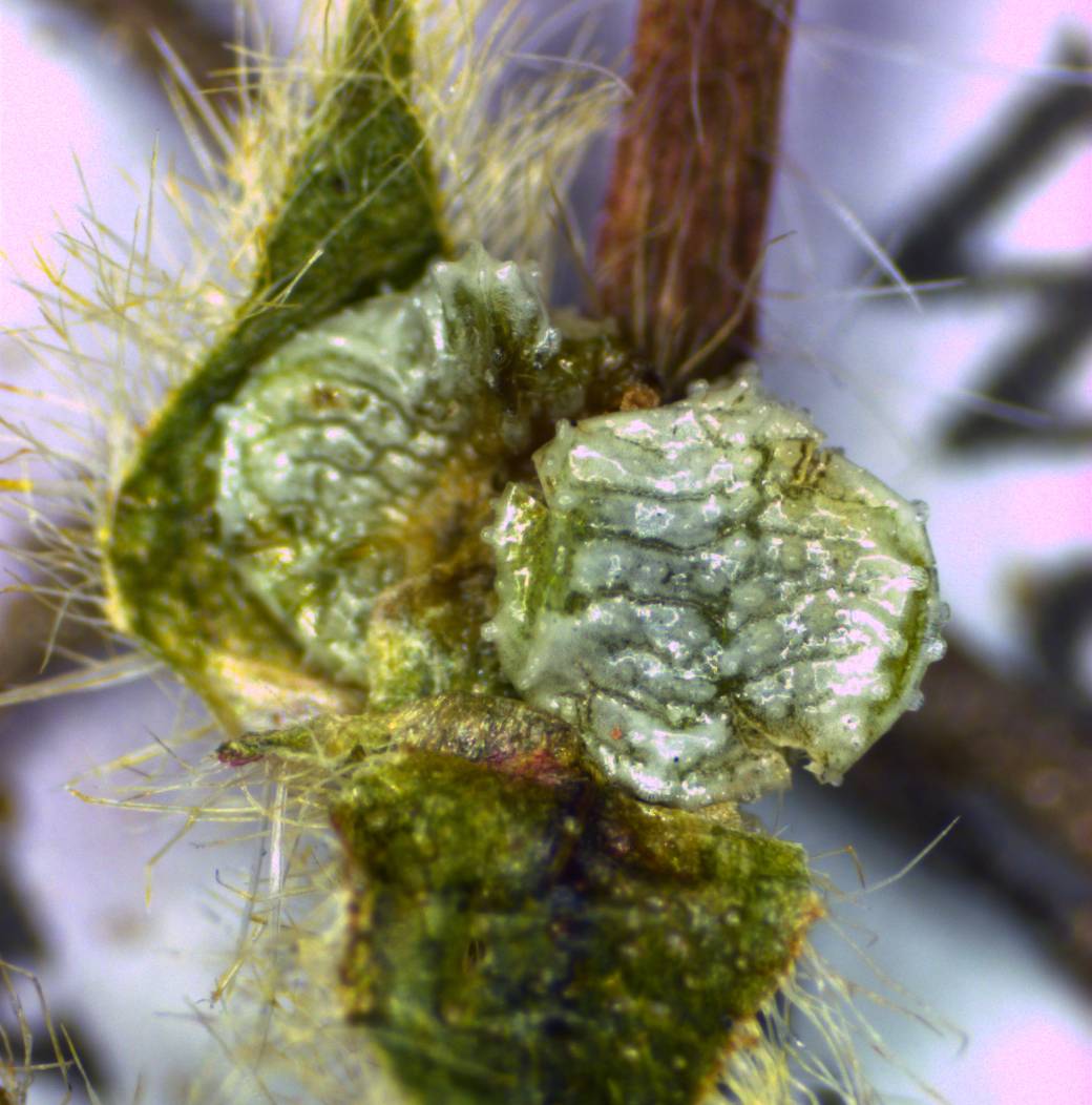 Plagiobothrys torreyi var. perplexans image