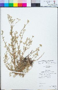 Cryptantha microstachys image