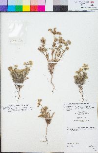 Cryptantha clevelandii image