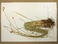 Carex serratodens image